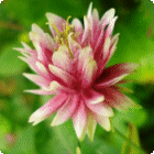 Aquilegia thumbnail